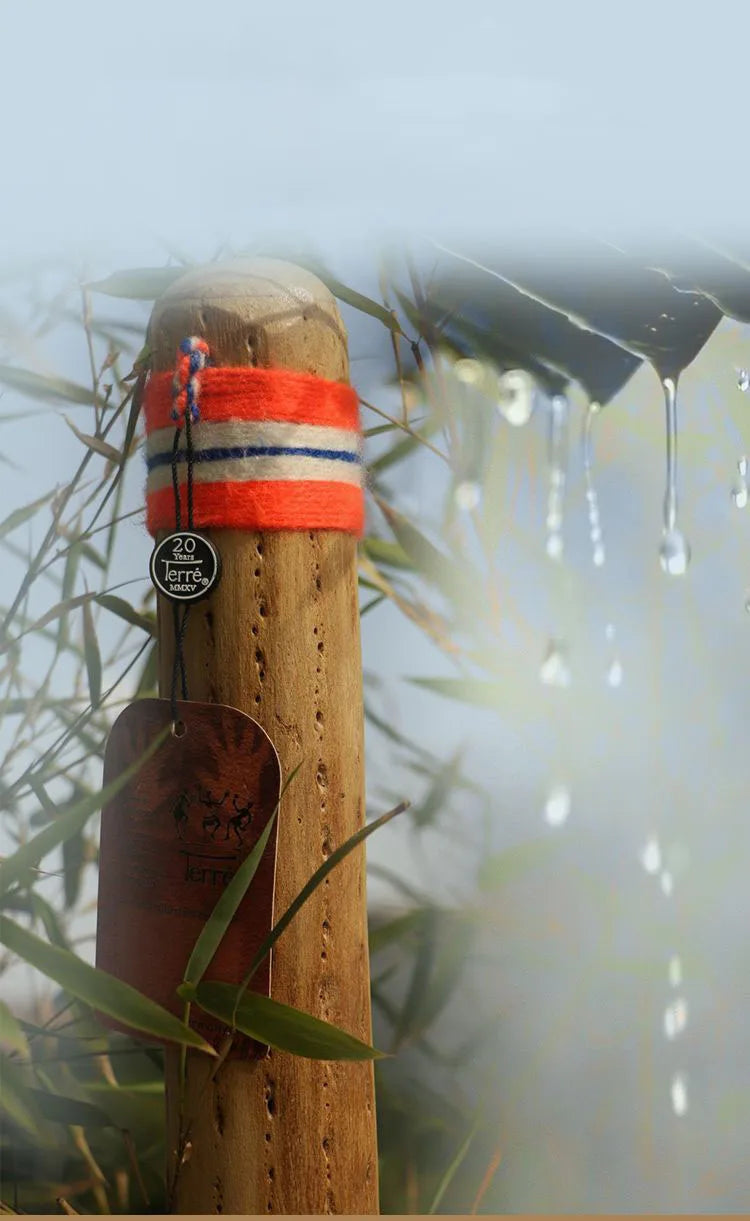 Rainmaker Shaker Cactus